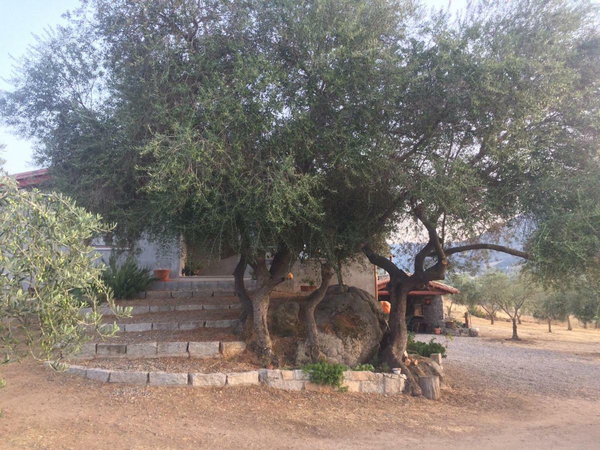 הוילה אורגוסולו S'Umbra De S'Ozzastru מראה חיצוני תמונה
